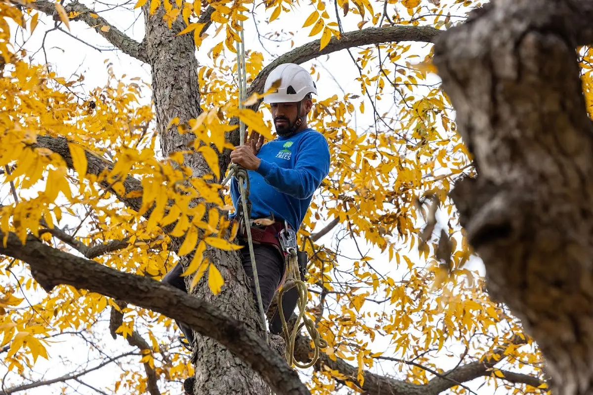 Skilled Storm Damage Cleanup crew working in North East