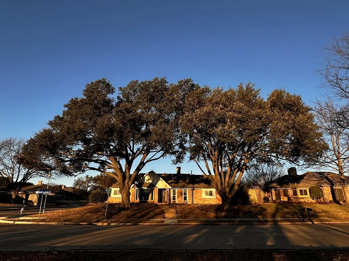 Established residential canopy tree shading a home in North East